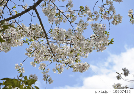 桜 10907435