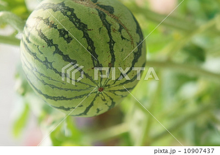 ミニスイカ 10907437