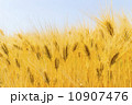 大麦 10907476