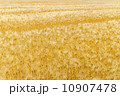 大麦畑 10907478