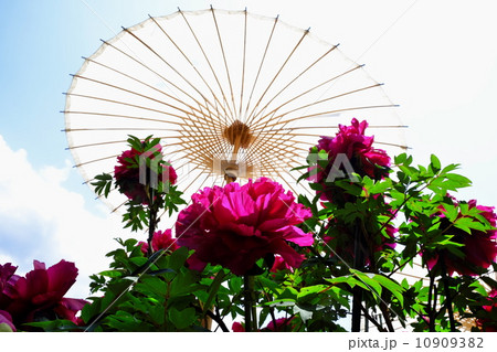 牡丹 牡丹 10909382