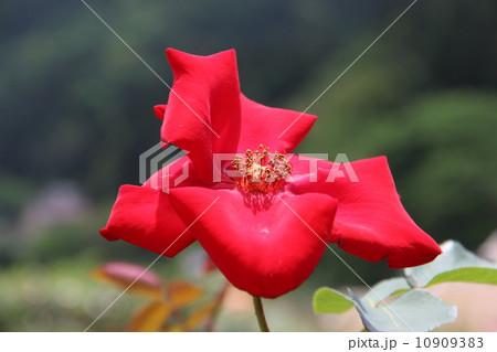 赤いバラ 10909383