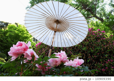 牡丹 牡丹 10909390