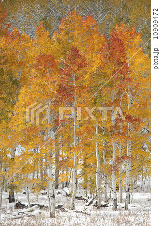 Maple and aspen trees in full autumn foliage in woodland.  10909472