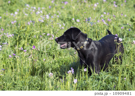A black Labrador dog in tall meadow grass.  10909481