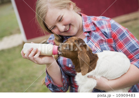 A girl bottle-feeding a baby goat. A girl bottle-feeding a baby goat. 10909483