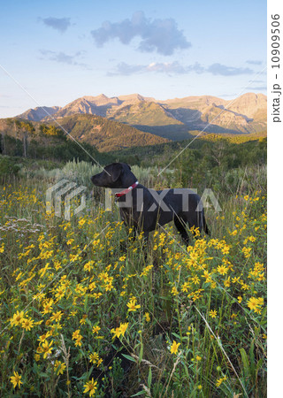 A black Labrador dog in a wildflower meadow, at sunset.  10909506