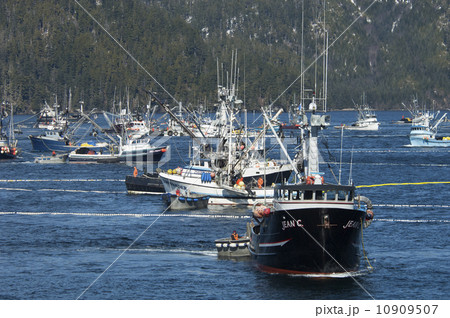 A fleet of herring boats, fishing boats with large net booms  10909507