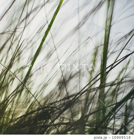 Sea grasses on the sand dunes on Long Beach Peninsula dunes. Close up. 10909518