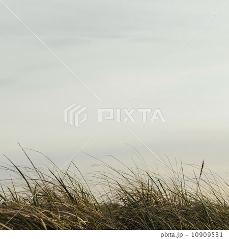 Sea grasses on the sand dunes on Long Beach Peninsula dunes and view out to sea.  10909531