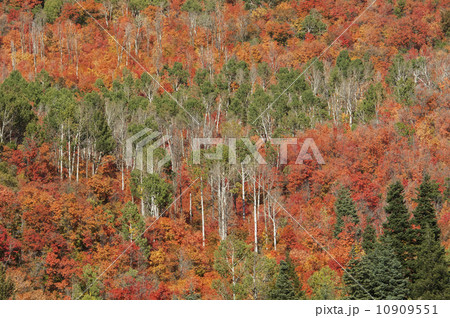 Maple and aspen trees in full autumn foliage in woodland.  10909551