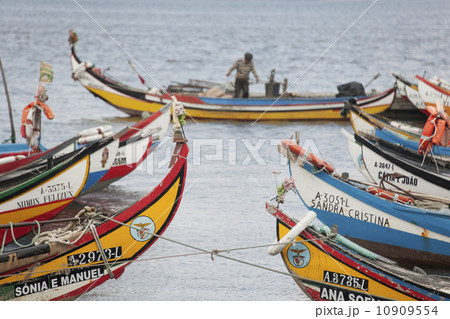 Traditional moliceiros fishing boats with high prows, painted in vivid colours, moored offshore at Torreira. 10909554