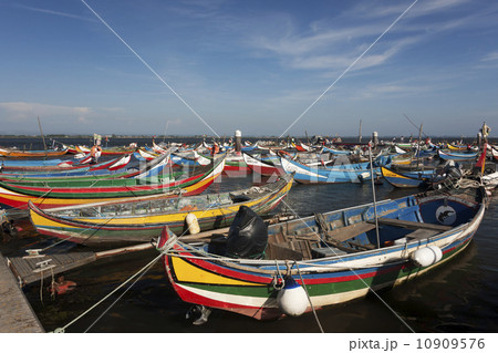 Traditional moliceiros fishing boats with high prows, painted in vivid colours, moored offshore at Torreira. 10909576