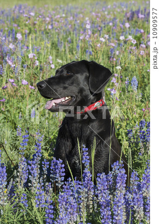 A black Labrador dog sitting in a field of tall grass and blue flowers.  10909577