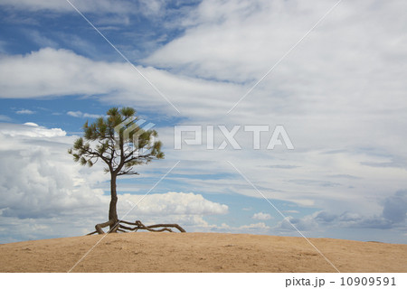 A single tree with aerial roots in a desert landscape, in the Bryce national park. A single tree with aerial roots in a desert landscape, in the Bryce national park. 10909591