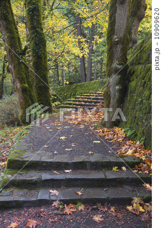 A path and steps through the woodland in the Columbia River Gorge. A path and steps through the woodland in the Columbia River Gorge. 10909620