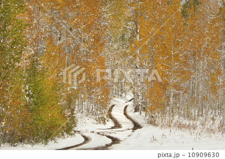 A road in the Uinta Mountains, with light snow on the ground.  10909630
