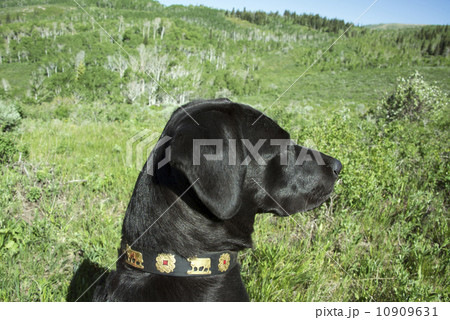 A black Labrador dog in tall meadow grass. A black Labrador dog in tall meadow grass. 10909631