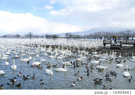 瓢湖の白鳥　新潟県 10909661