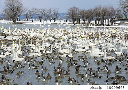 瓢湖の白鳥　新潟県 10909663