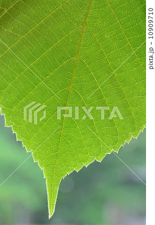 菩提樹の若葉 10909710