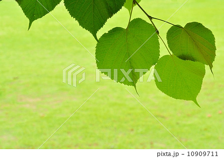 菩提樹の若葉 10909711