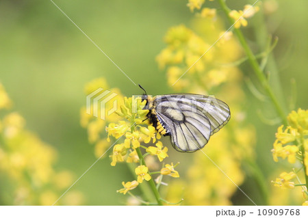 黄色い花畑のウスバシロチョウ 黄色い花畑のウスバシロチョウ 10909768