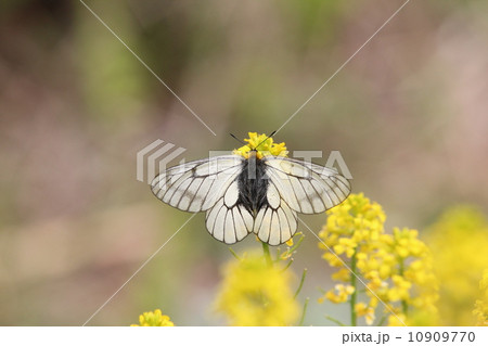 黄色い花畑のウスバシロチョウ 黄色い花畑のウスバシロチョウ 10909770