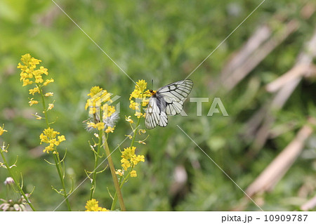 黄色い花畑のウスバシロチョウ 黄色い花畑のウスバシロチョウ 10909787