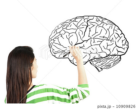 woman drawing human brain diagram 10909826