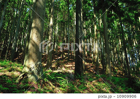 木漏れ日射す針葉樹林 木漏れ日射す針葉樹林 10909906