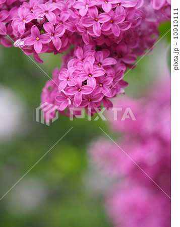 ヒメライラック（スージアナ） 10910111