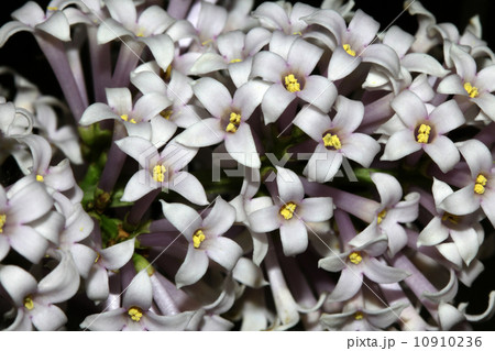 flowers flowers 10910236