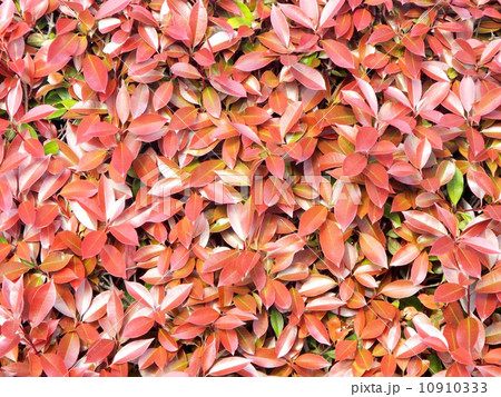 ベニカナメモチ ベニカナメモチ 10910333