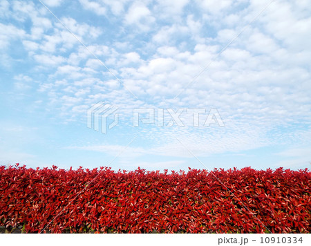 ベニカナメモチと青空 10910334
