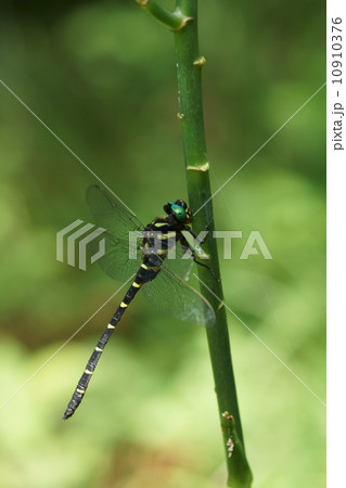 鬼蜻蜓オニヤンマ 雄 鬼蜻蜓オニヤンマ 雄 10910376