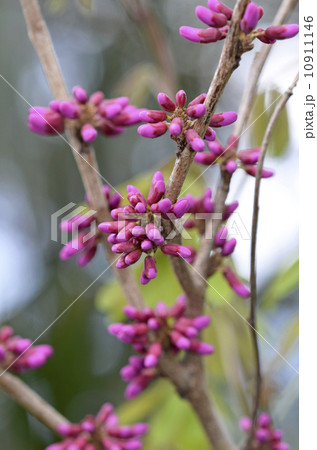 ハナズオウ（花蘇芳） 10911146