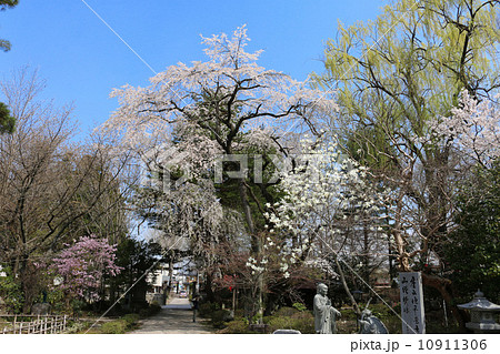 関川寺結城桜 10911306