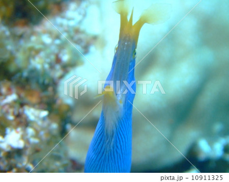 ハナヒゲウツボ　ウツボ　沖縄　慶良間諸島　国立公園 10911325