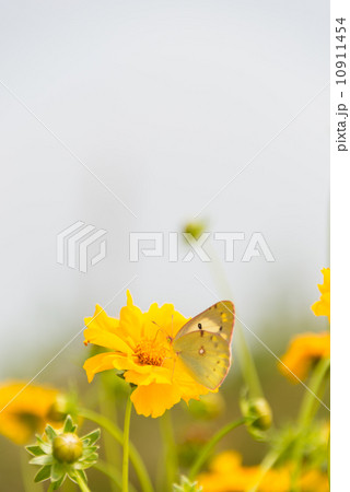 花に集まる紋黄蝶　昆虫と花の写真素材 10911454