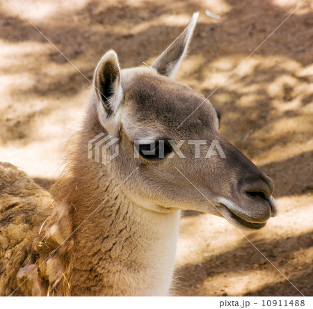 Young  llama 10911488