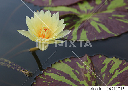 waterlily, lotus blooming in the tropical garden waterlily, lotus blooming in the tropical garden 10911713