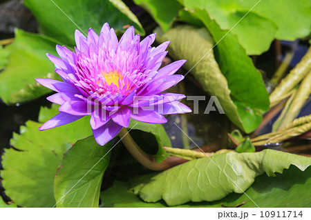 waterlily, lotus blooming in the tropical garden waterlily, lotus blooming in the tropical garden 10911714