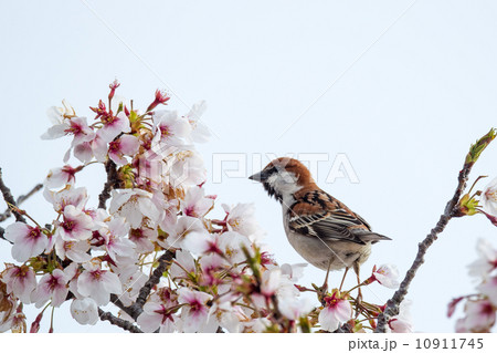 ニュウナイスズメ 10911745