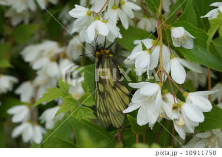 ヒメウツギの蜜を吸うウスバシロチョウ 10911750