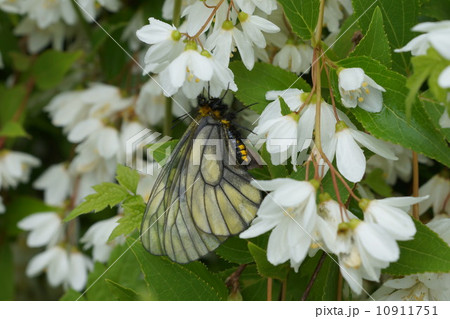 ヒメウツギの蜜を吸うウスバシロチョウ 10911751