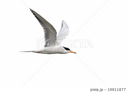 Tern isolated on white background 10911877