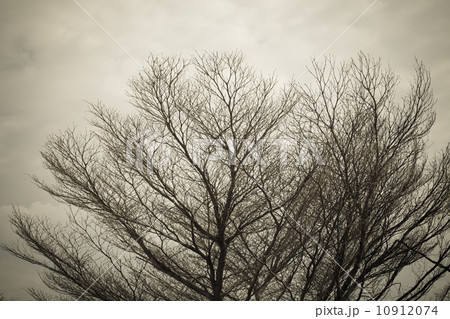 dead tree background 10912074