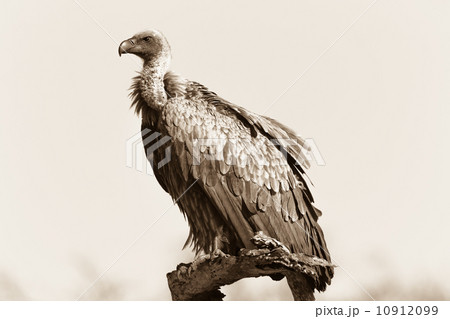 Vulture Bird Perched Wildlife Vulture Bird Perched Wildlife 10912099