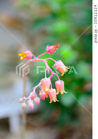 エケベリア　リラシナの花 10912124